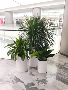 宁波北仑专业花木出租，满足你的场地布置需求